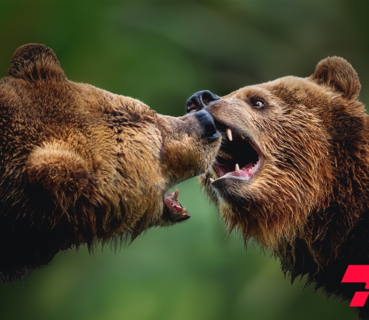Оросын эрх баригчид баавгайтай тэмцэхийн тулд "WhereBear" төсөл хэрэгжүүлж эхэлжээ