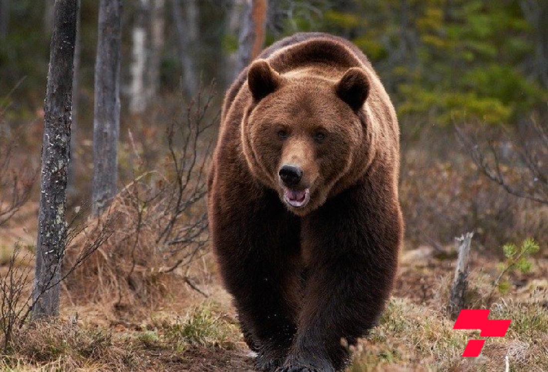 Завханд баавгай долоон үхэр, 11 бог мал идэж, гурван үхэр барьж, шархдуулжээ